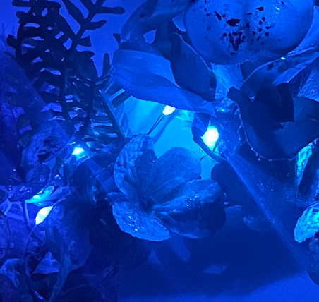 Forest Na'vi MB Mouse Ears